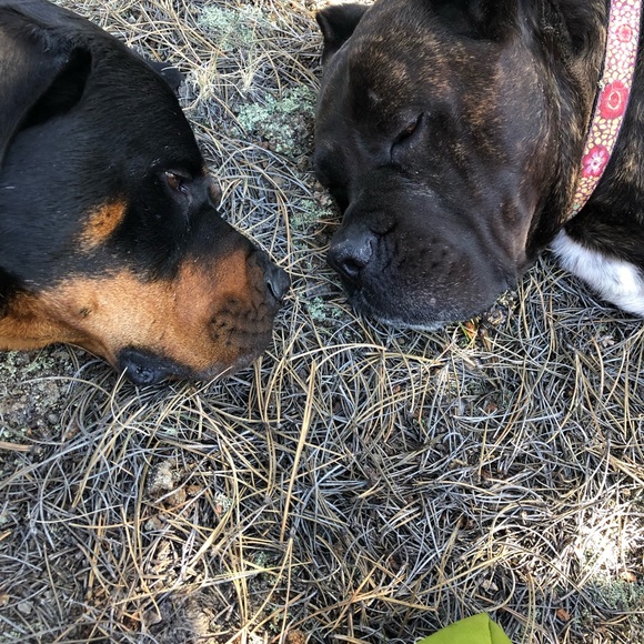 Proceeds go towards Charlotte’s vet bills. - Picture 2 of 7